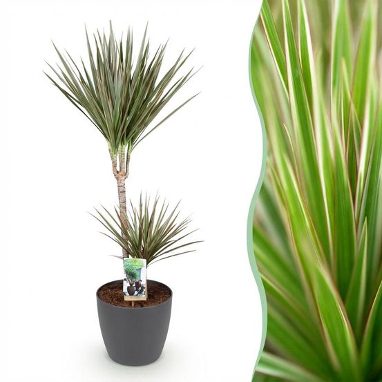 Dracaena marginata bicolor - plantes d'intérieur
