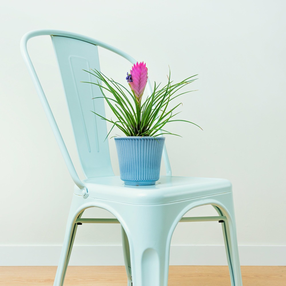 Tillandsia bleu - le pot / ø 9cm / hauteur livrée environ 18cm