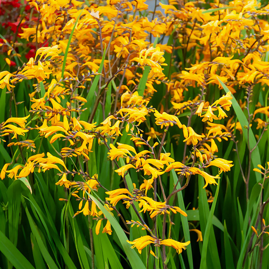 20 crocosmia sunglow - le sachet de 20 bulbes / circonférence 8-10cm