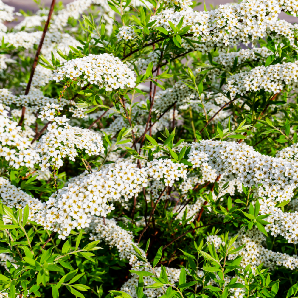 Spirée cinerea grefsheim - spiraea cinerea grefsheim 40/60 cm pot 3l