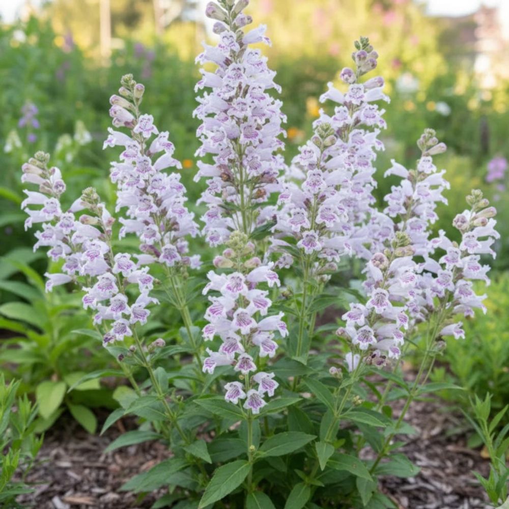 Penstemon mother of pearl lot de 5 godets