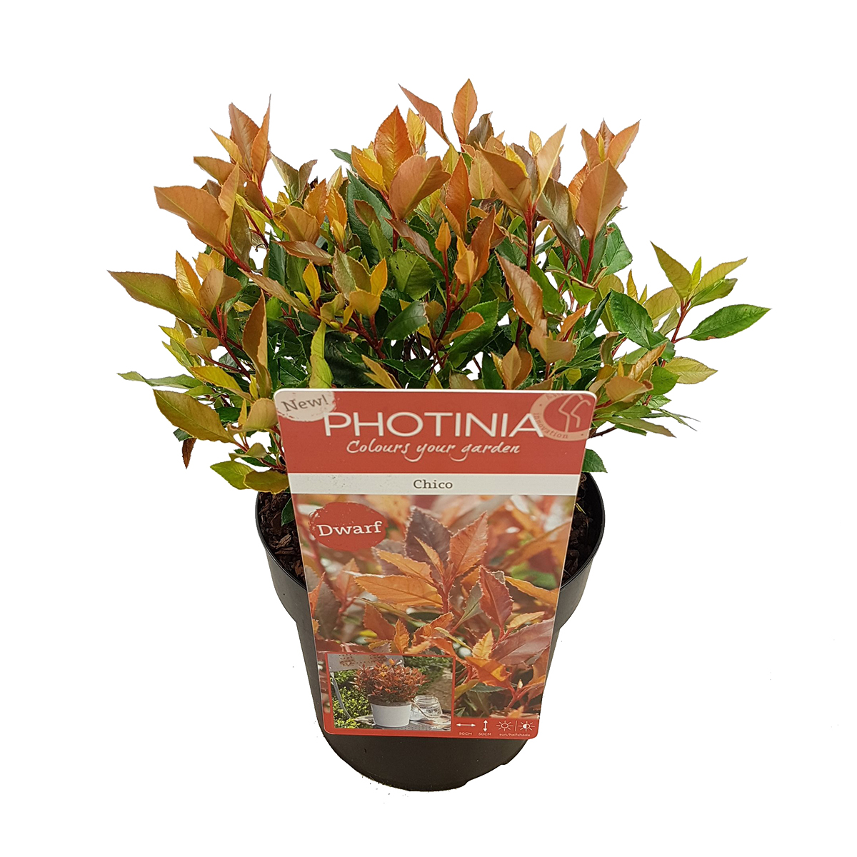 Brillance neflier - photinia 'chico' - plante d'extérieur en pot de pépinière ⌀19 cm - ↕30-40 cm
