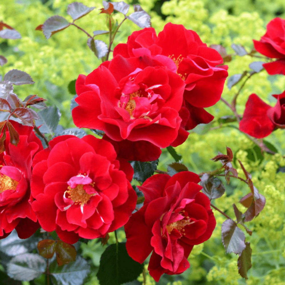 Rosier arbustif decorosier® new vesuvia® 'noa 71680' pot de 2l - 40/60 cm