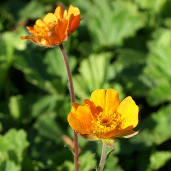 Benoîte geogenberg lot de 9 godets