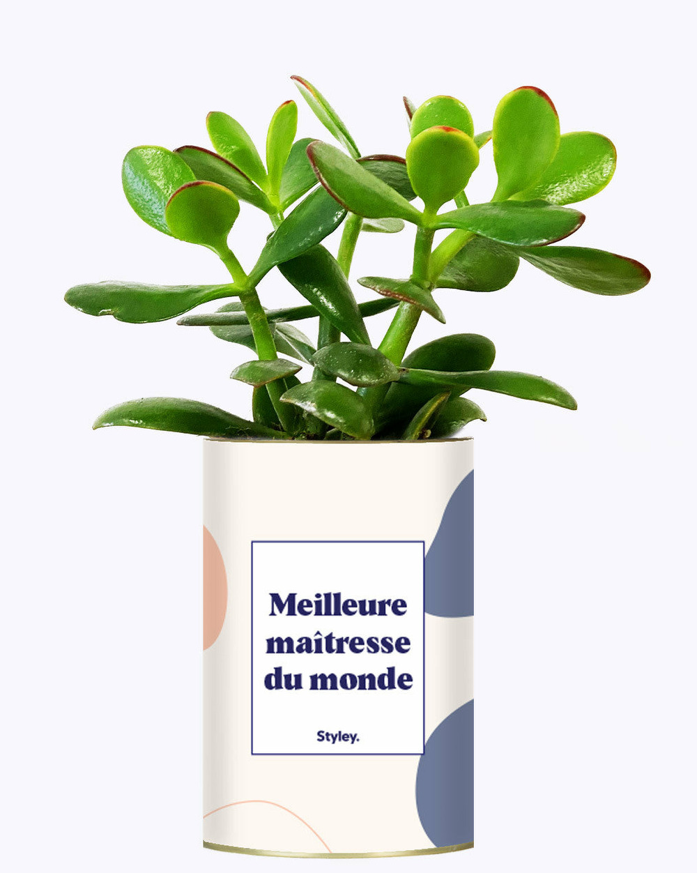 Plante facile à entretenir - meilleure maîtresse du monde - cactus