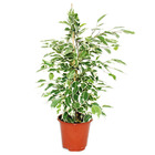 Figue qui pleure - ficus "twilight" - feuilles blanches - 1 plante - facile d'entretien - purificateur d'air - pot de 12cm