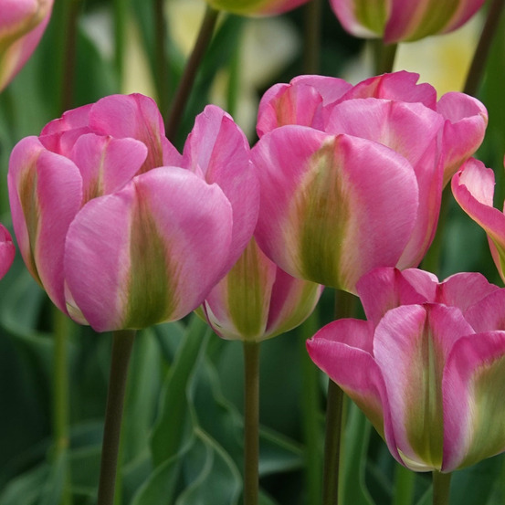 7 tulipes viridiflora groenland - le sachet de 7 bulbes / circonférence 12cm+, vendu par lot de 6