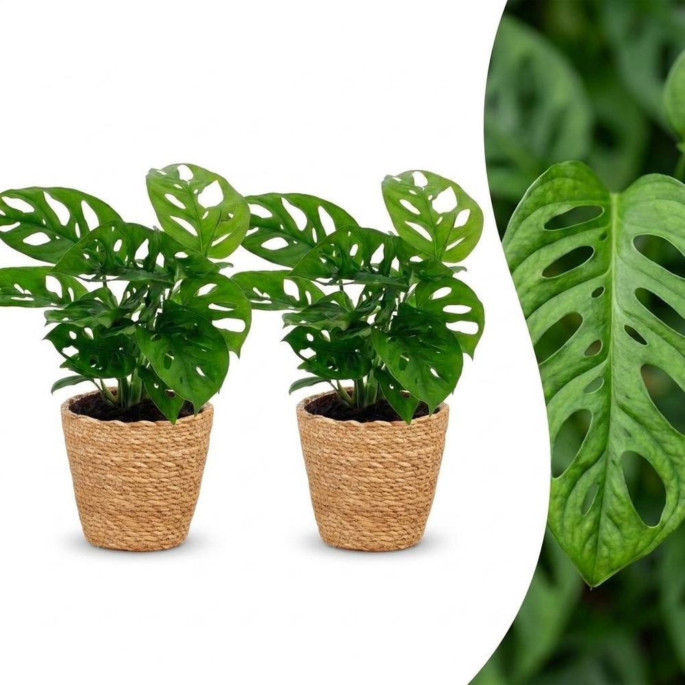 Monstera adansonii - monstera monkey mask - lot de 2 plantes - panier en jonc de mer inclus - pot ø12 cm, h 25 cm