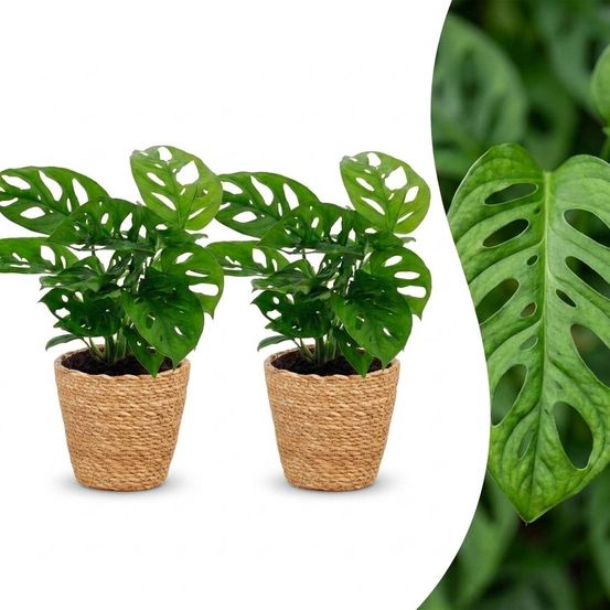 Monstera adansonii - monstera monkey mask - lot de 2 plantes - panier en jonc de mer inclus - pot ø12 cm, h 25 cm