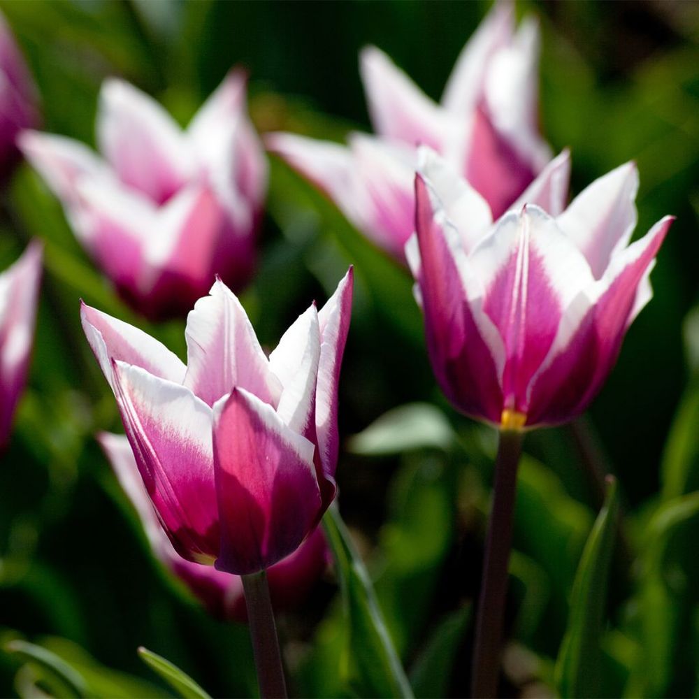 Tulipe fleur de lis 'claudia' bulbe calibre 12+ (par 10)