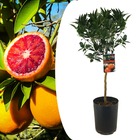 Citrus tarocco -  orange sanguine - pot 19cm - hauteur 90-110cm