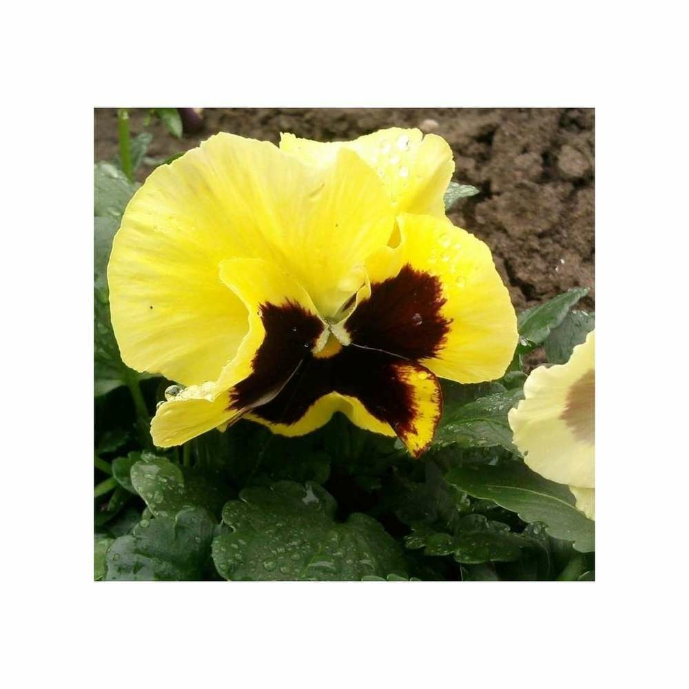 Pensée géante de suisse jaune or du rhin