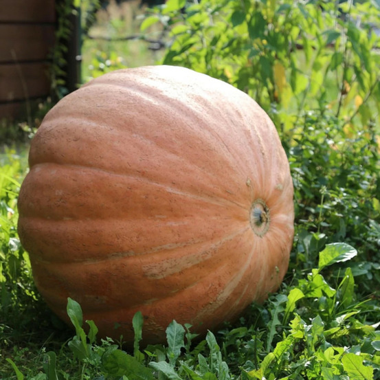 Plant de courge atlantic giant hf1 godet