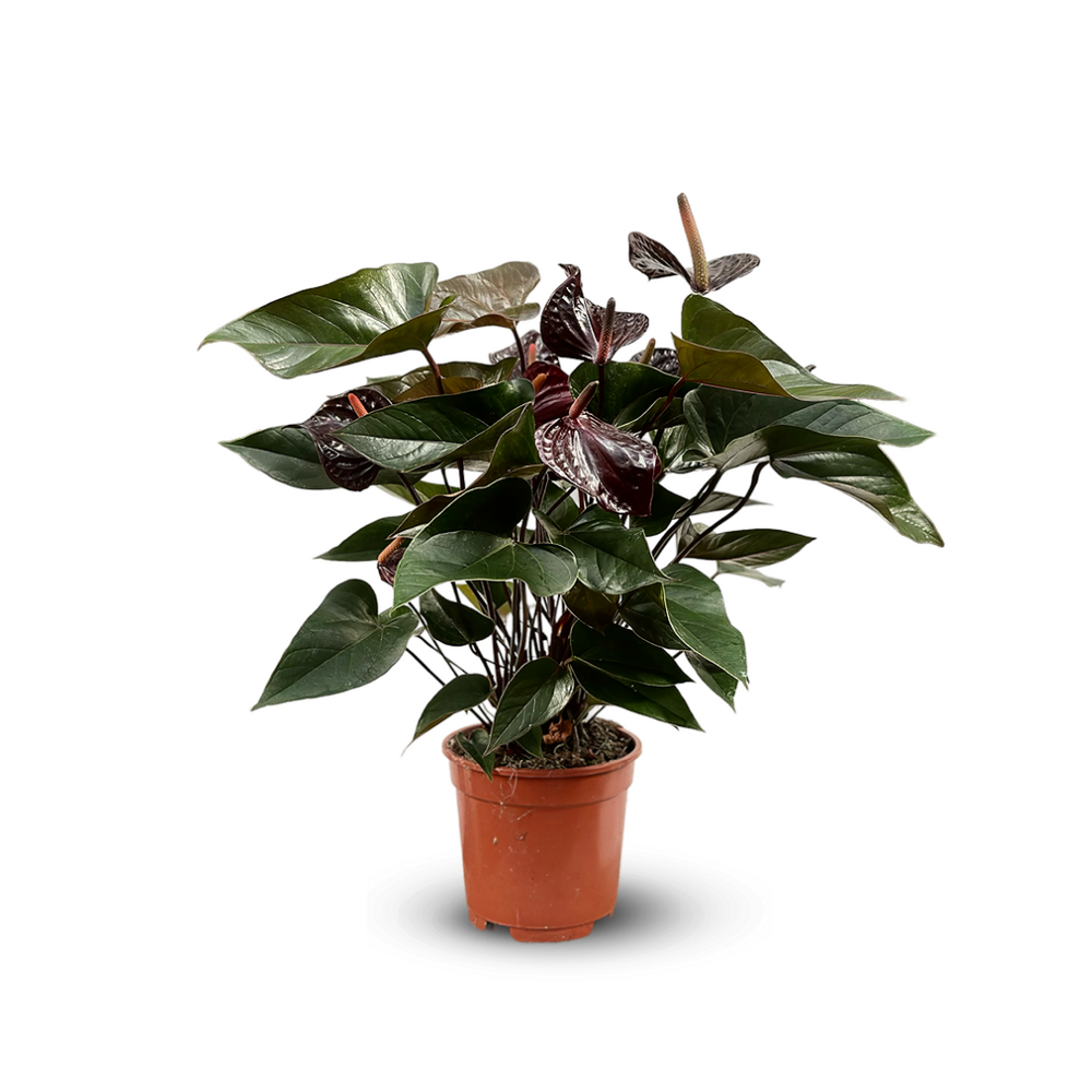 Anthurium black - plante d'intérieur - ↕ 60-70 cm - ⌀ 17 cm - plante fleurie