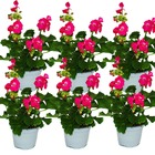 Géraniums sur pied - pelargonium zonale - pot 12cm - set de 6 plantes - rose vif