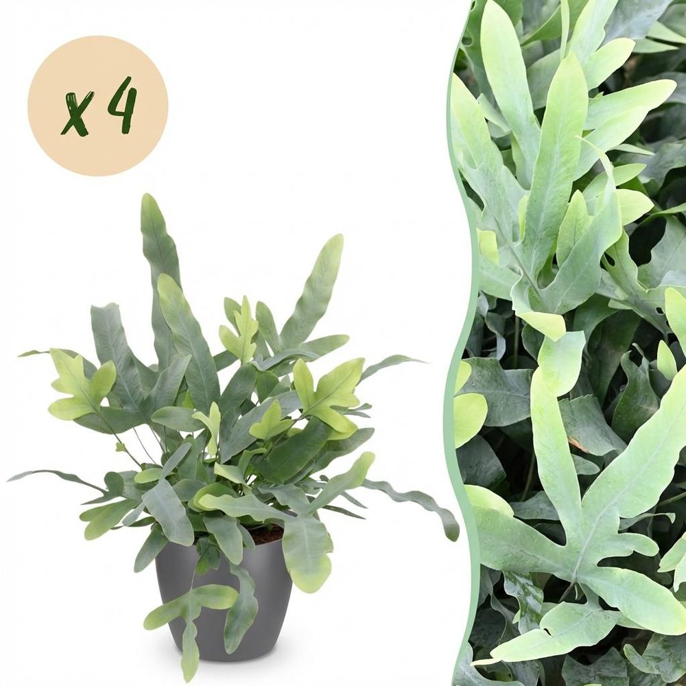 Phlebodium aureum blue star - pet-friendly - pot de 12cm - hauteur 25-30cm - plantes d'intérieur
