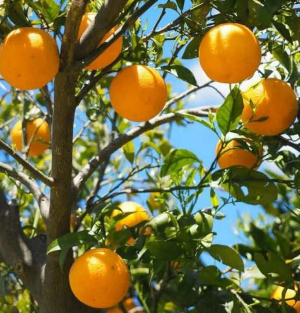 Citrus sinensis var.lanelate (orange grand fruit bien équilibré) pot de 9 litres -140/160 cm