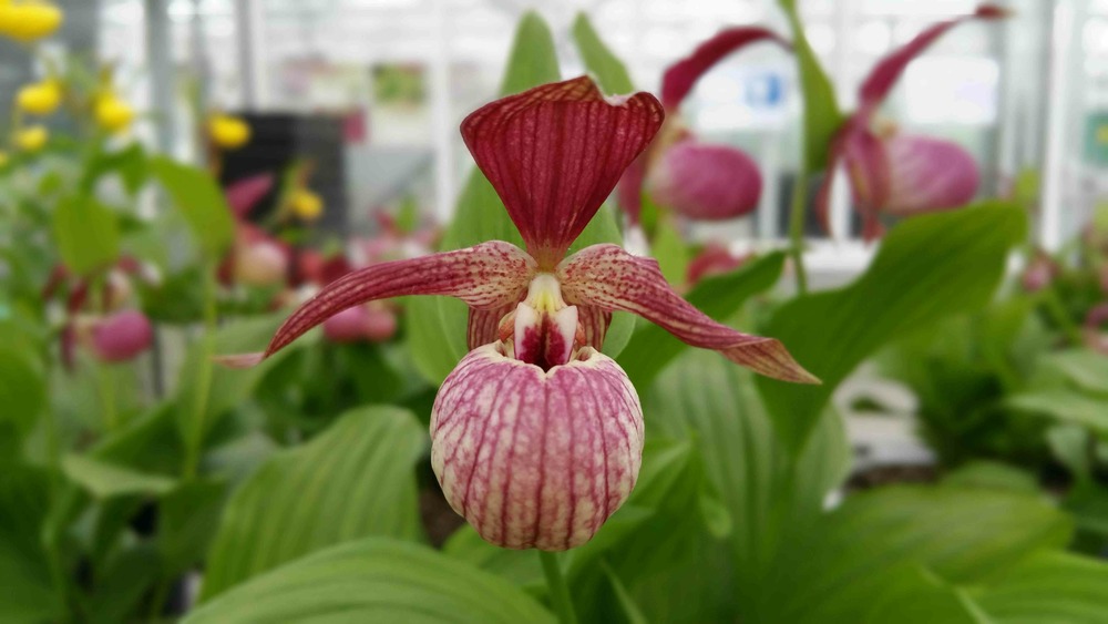 Cypripedium 
