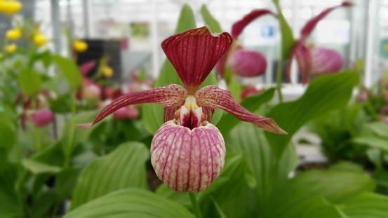 Cypripedium