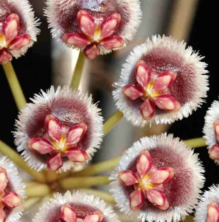 Hoya isabelchanae (fleur de porcelaine, fleur de cire)   rouge - taille pot de 2 litres - 20/40 cm