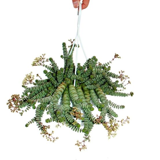 Crassula