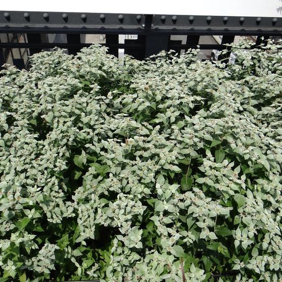 Menthe des montagnes godet - 5/20 cm