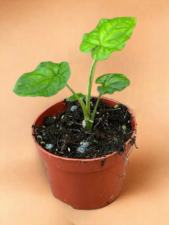 Syngonium steyermarkii