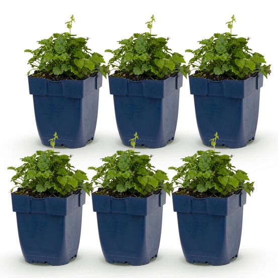 Campanule 'lisduggan variety' - lot de 6 - pot 11 cm - hauteur 25 cm - plante d'extérieur