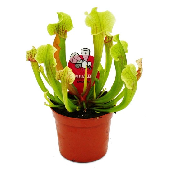 Plante tubulaire - sarracenia smoorii - plante carnivore - pot de 9cm