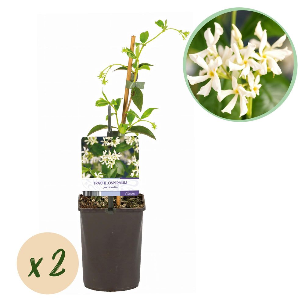 Jasmin étoilé - pot 11 cm - hauteur 40 cm - plante d'extérieur