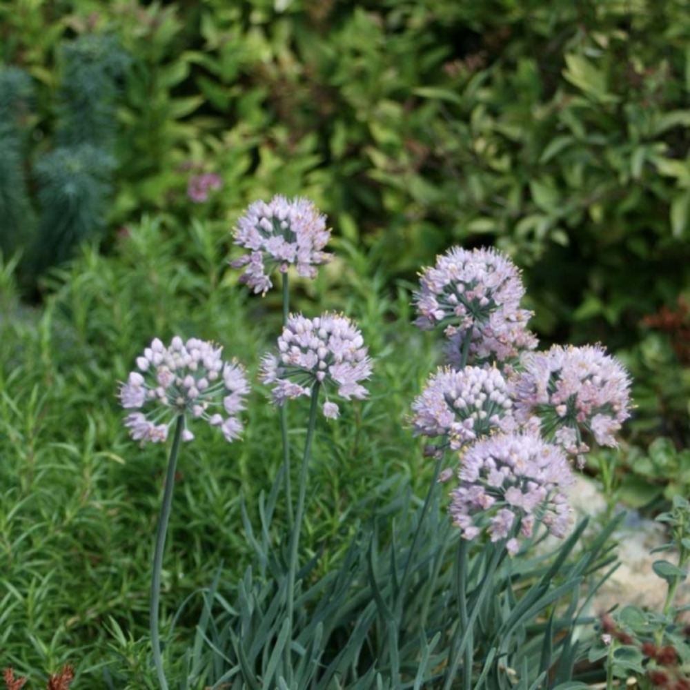 Allium senescens montanum godet de 8/9 cm calibre i