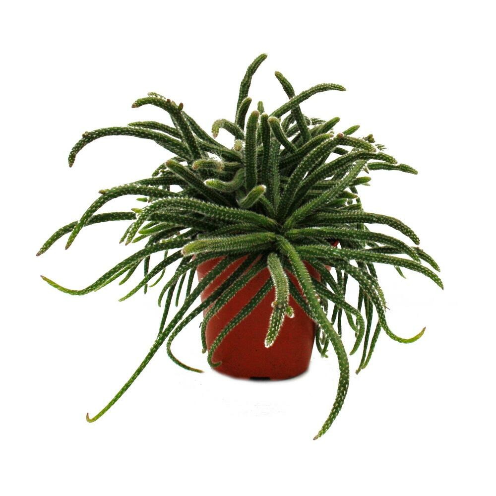 Rhipsalis baccifera horrida - cactus corail - en pot de 12cm - plante d'intérieur succulente