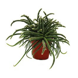 Rhipsalis Baccifera Horrida Cactus Corail En Pot De 12cm Plante D rhipsalis-baccifera-horrida-cactus-corail-en-pot-de-12cm-plante-d