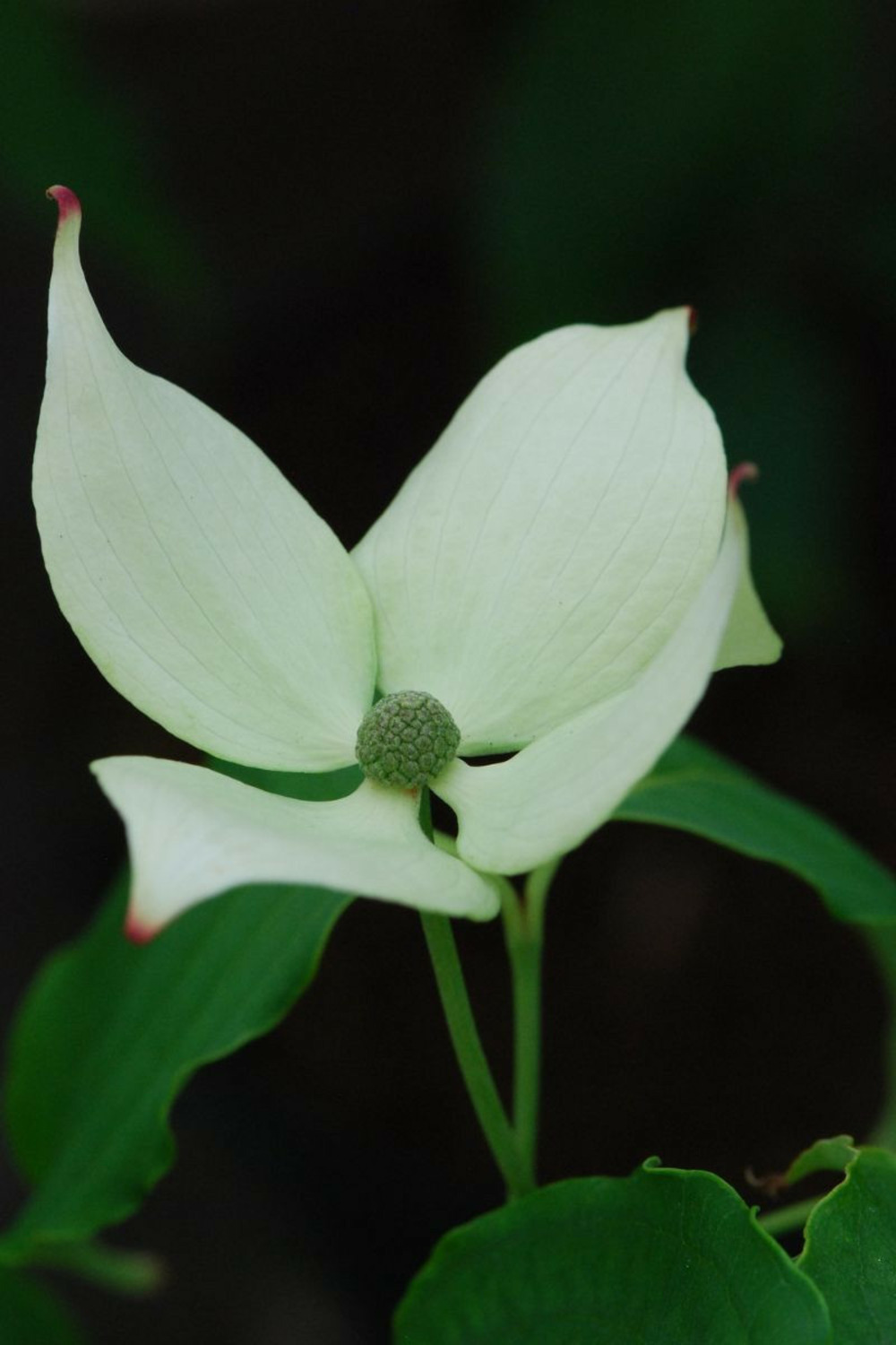 Cornouiller 'china girl' - en pot de 5 litres