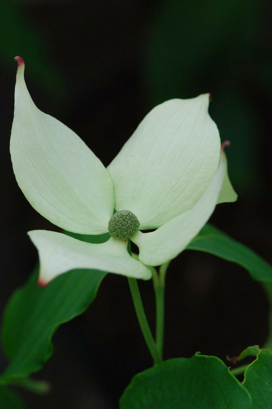 Cornouiller 'china girl' - en pot de 5 litres