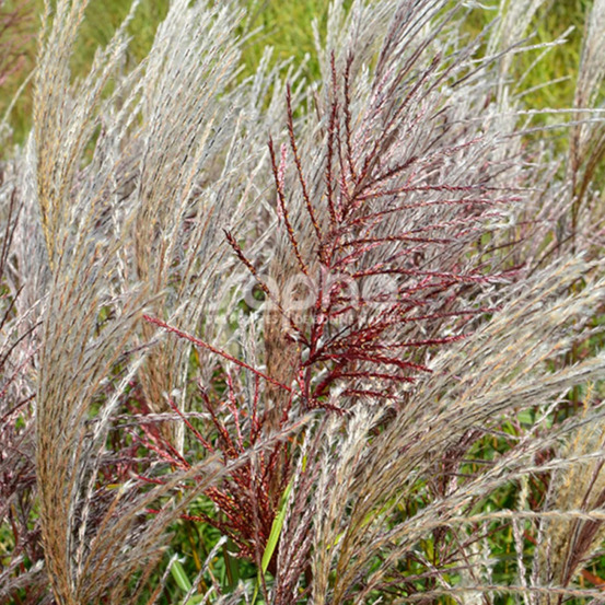 Miscanthus, roseau de chine windy® zephyr 'sel 111-19' lot de 3 godets