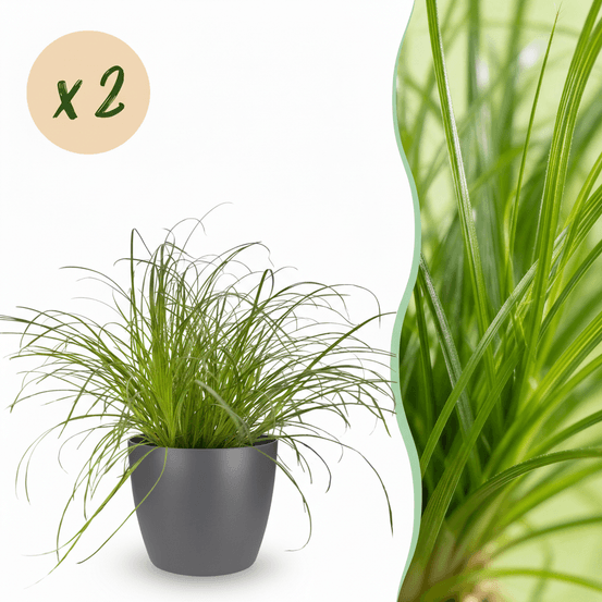 Cyperus alternifolius zumula - pet-friendly - pot de 12cm - hauteur 20cm - plantes d'intérieur