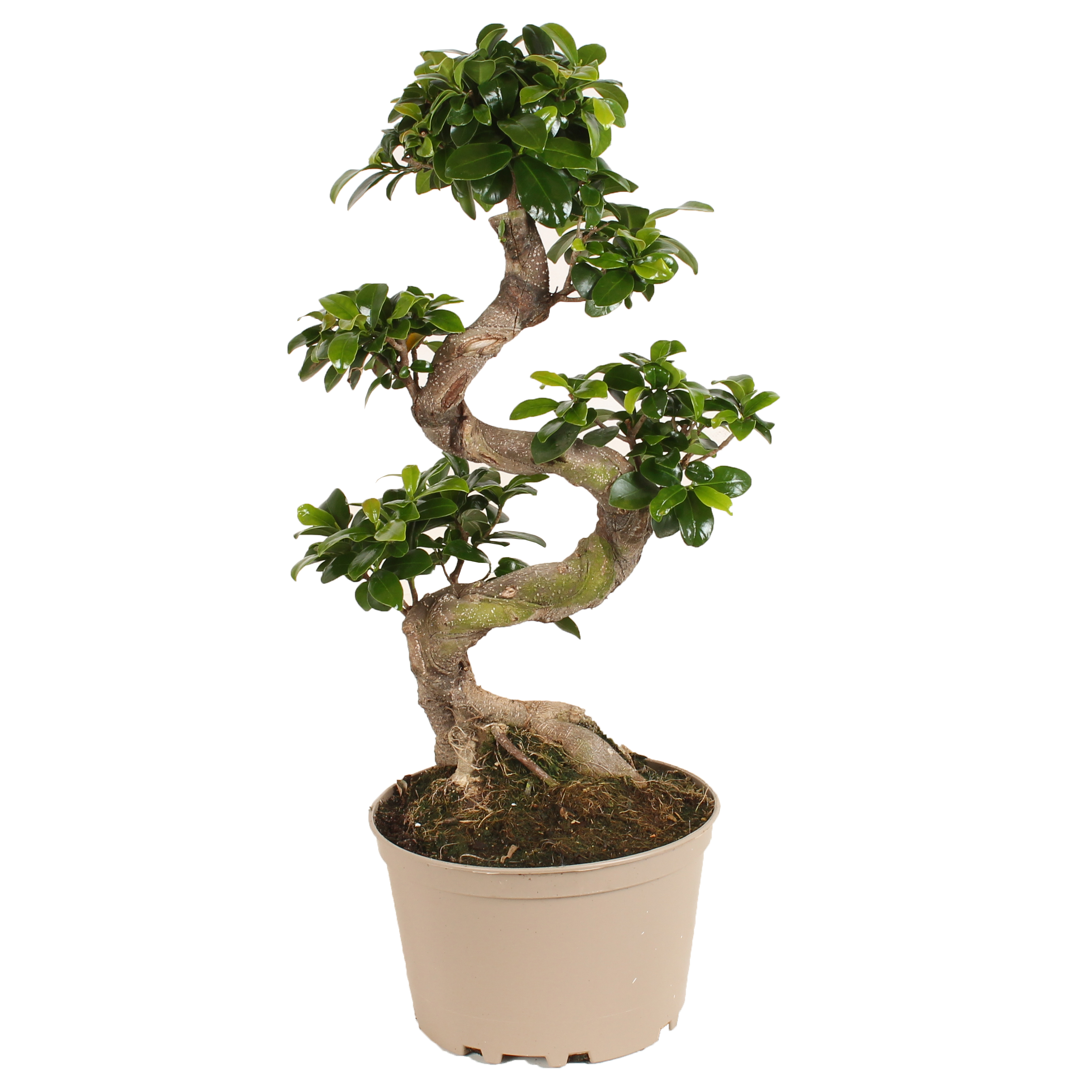 Entretien du bonsaï - Jardiland