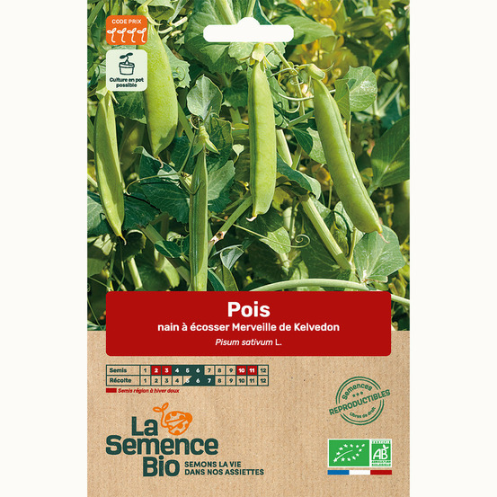 Pois nain à écosser merveille de kelvedon - graines bio