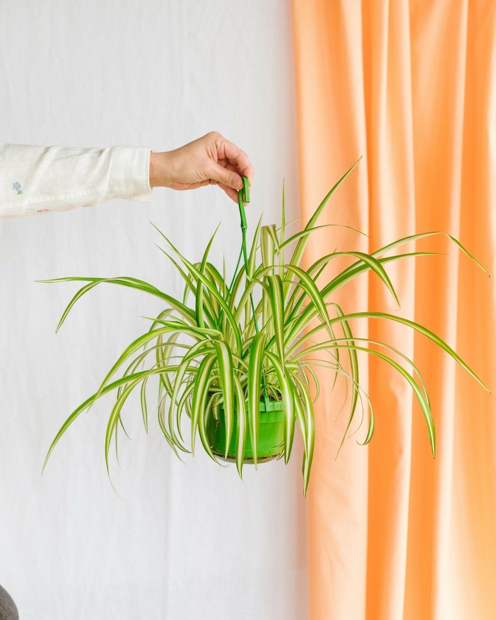 Chlorophytum variegata 30cm - plante d'intérieur