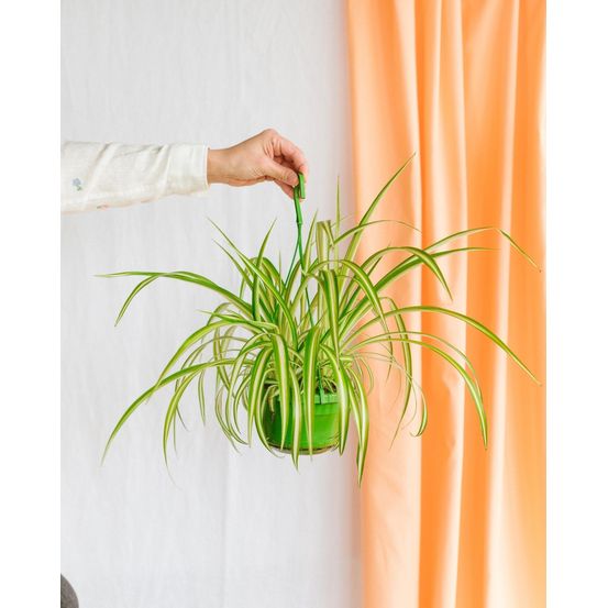 Chlorophytum variegata 30cm - plante d'intérieur
