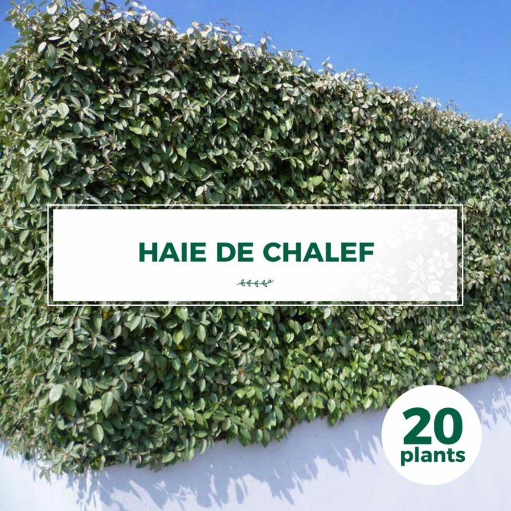 20 elaeagnus (elaeagnus ebbingei) - haie de chalef