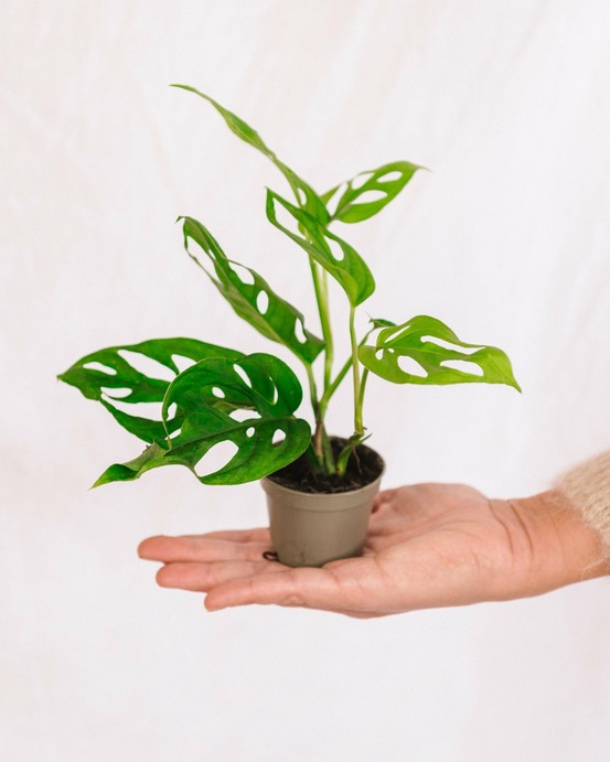 Mini monstera adansonii 15cm - plante d'intérieur