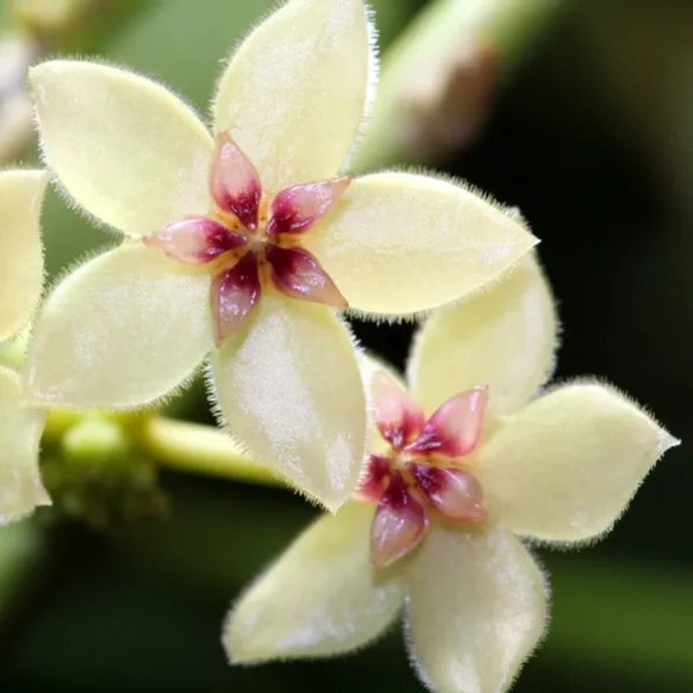 Hoya kastbergii - pot de 9cm