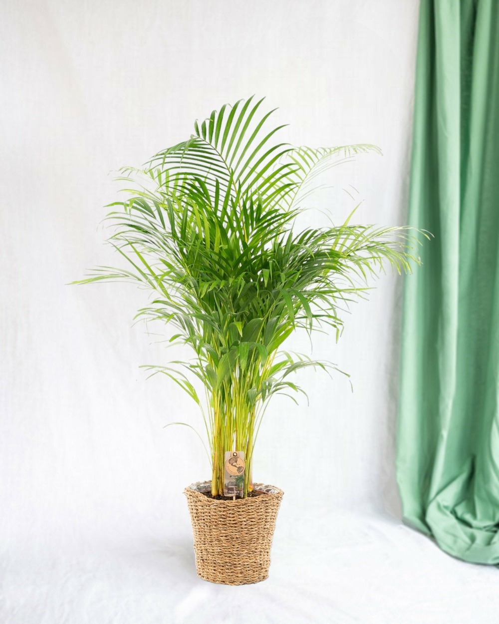 Grand palmier areca et son pot - hauteur 85cm