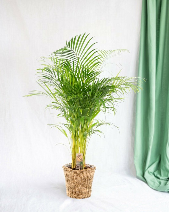 Grand palmier areca et son pot - hauteur 85cm