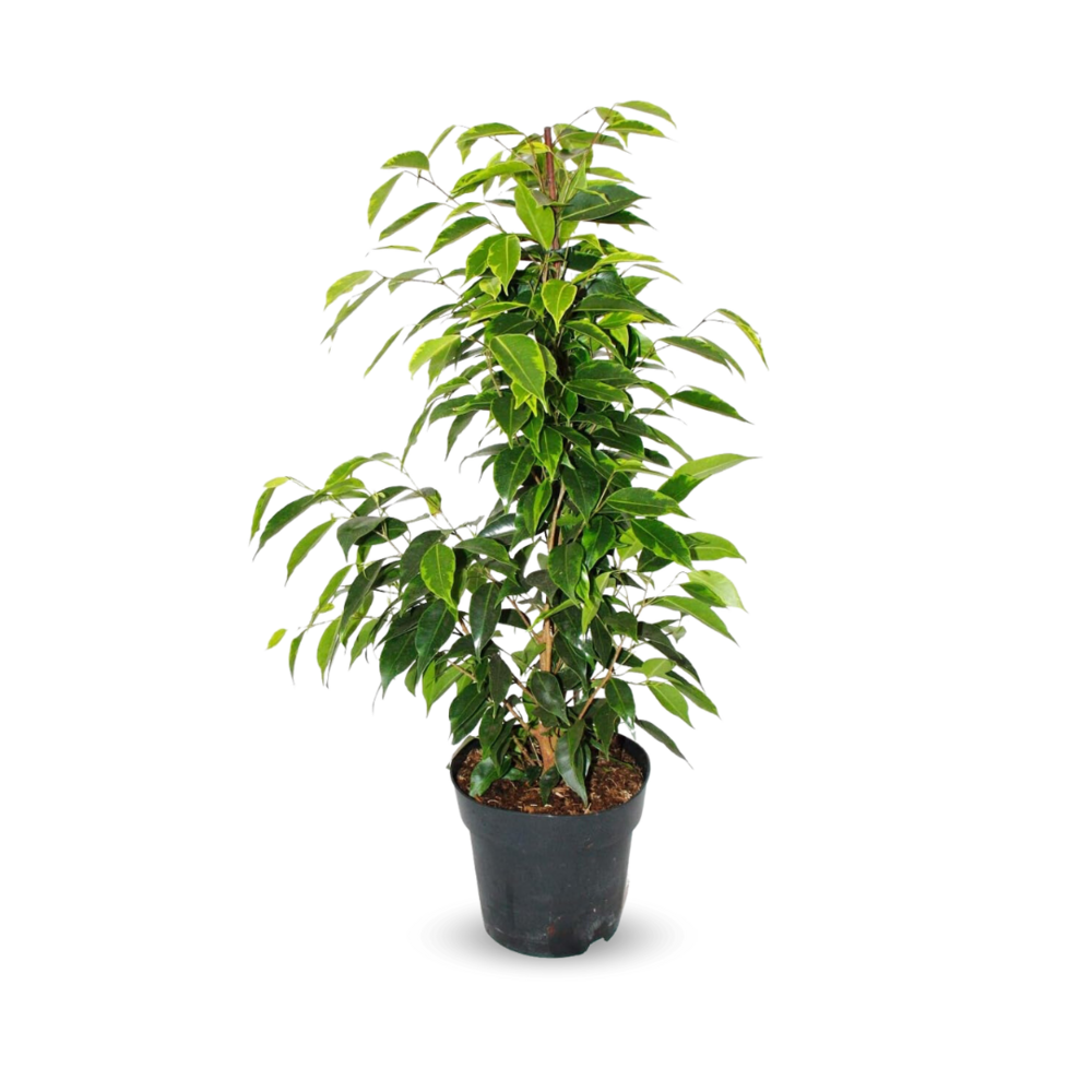 Ficus Benjamina - anastasia - ↕ 60-70 cm - ⌀ 17 cm - plante d'extérieur