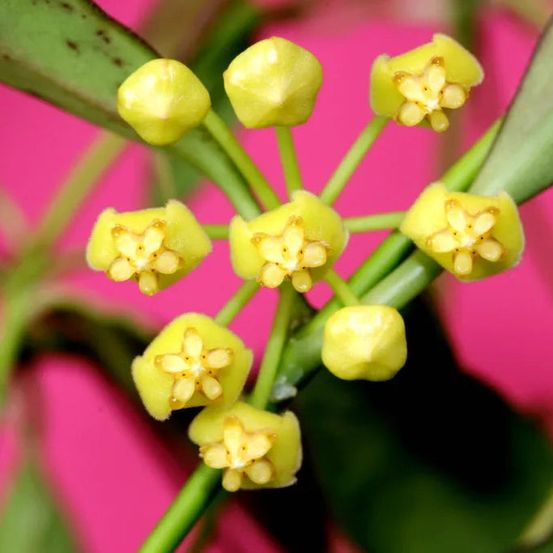 Hoya tsangii - plantes d'intérieur