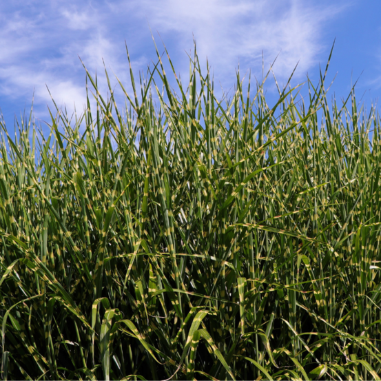 Roseau de chine strictus - miscanthus sinensis strictus 60 cm godet 9cm