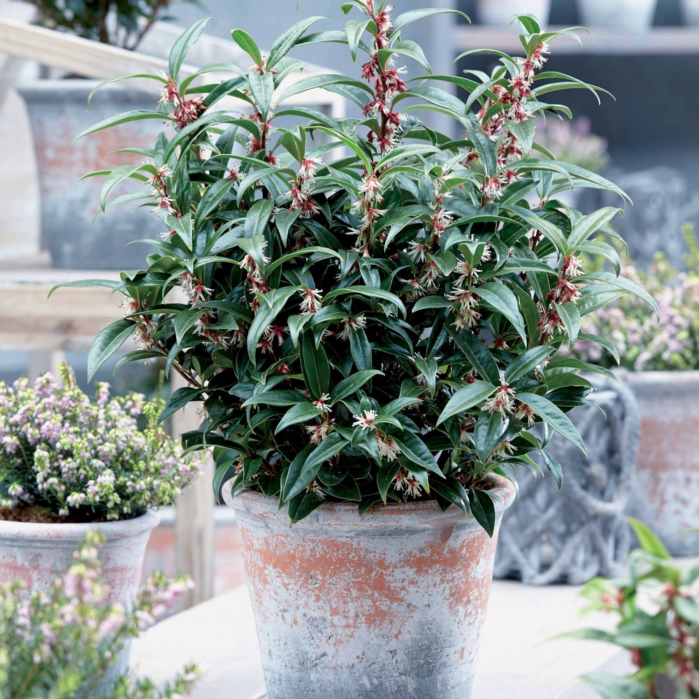Sarcococca winter gem - le pot / 2l / hauteur livrée 25-30cm, vendu par lot de 2